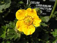 Geum Urbanum (var. Strictum) (fam. Rosacees) (Nouvelle-Zelande) (4) (Photo F. Mrugala)